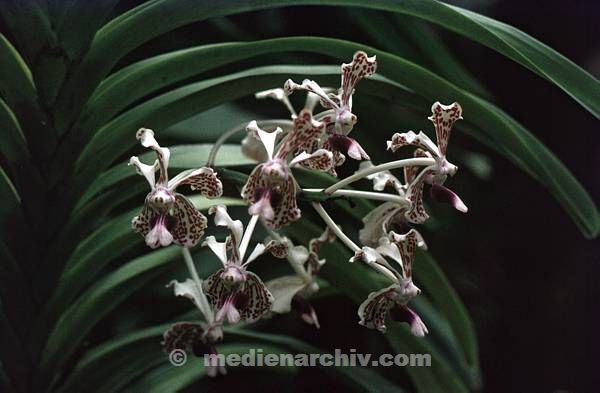 1966. Sri Lanka. Ceylon. Kandy- Orchidee.